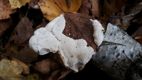 Fomitopsis betulina