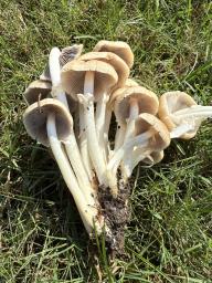 Psathyrella leucotephra