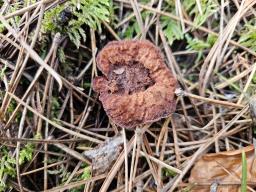 Hydnellum ferrugineum