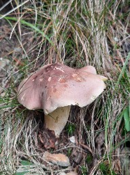 Tricholoma bufonium