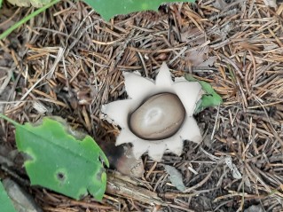 Geastrum fimbriatum