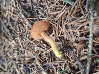 Chalciporus piperatus