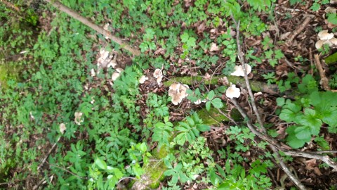 Calocybe gambosa