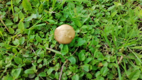 Agrocybe praecox