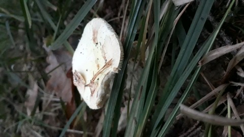 Amanita citrina