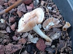 Agrocybe putaminum