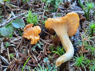 Cantharellus cibarius