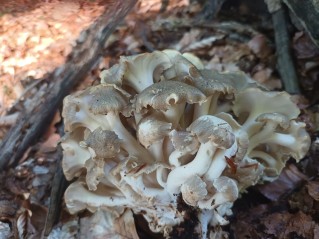 Polyporus umbellatus