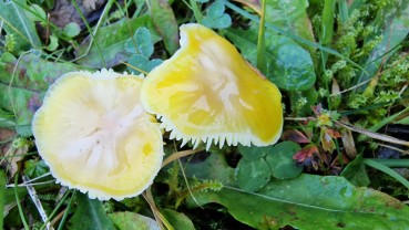 Hygrocybe ceracea