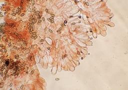 Pseudosperma obsoletum