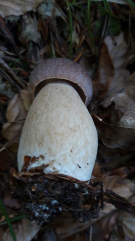 Boletus pinophilus