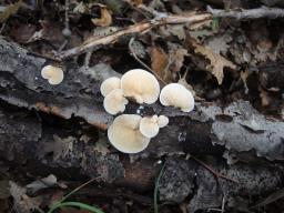 Crepidotus carpaticus