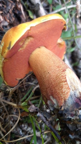 Neoboletus luridiformis