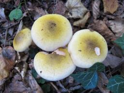 Armillaria mellea