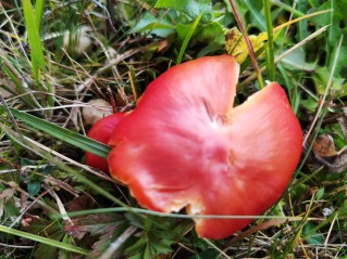Hygrocybe punicea