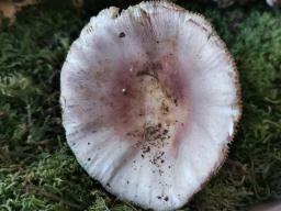 Russula vesca