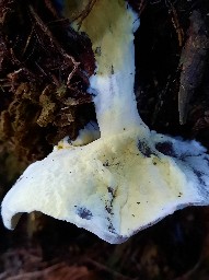 Hypomyces chrysospermus