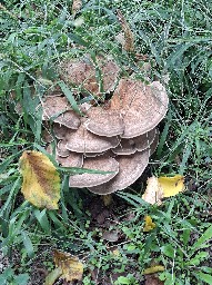 Meripilus giganteus
