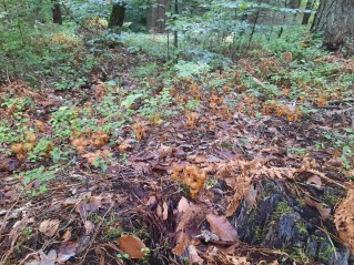Craterellus lutescens