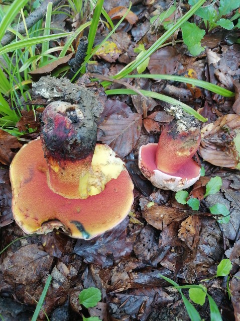 Rubroboletus rhodoxanthus