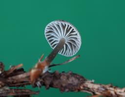 Mycena vulgaris