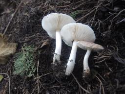 Leucoagaricus cupresseus