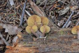 Gymnopilus picreus