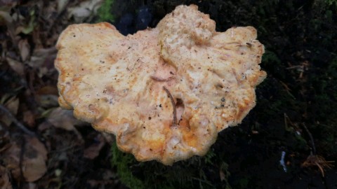 Laetiporus sulphureus