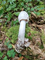Amanita brunneofuliginea