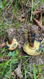 Cyanoboletus pulverulentus