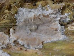 Clavulicium macounii