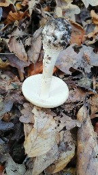 Amanita citrina