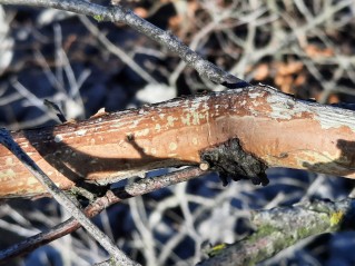 Vuilleminia coryli