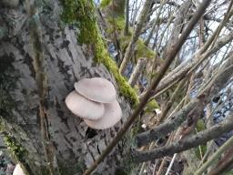 Pleurotus ostreatus