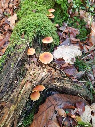 Gymnopilus penetrans