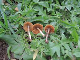 Conocybe fuscimarginata