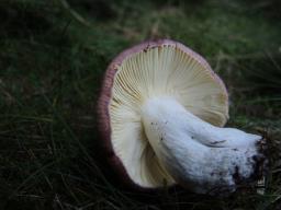 Russula amethystina