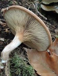 Paxillus involutus