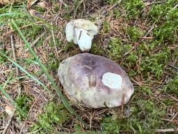 Russula amoena