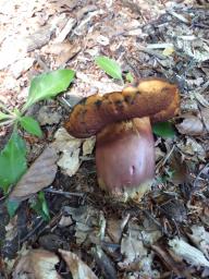 Neoboletus xanthopus