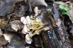 Mycena renati