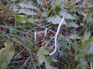 Clavaria fragilis