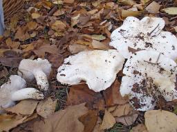 Tricholoma columbetta