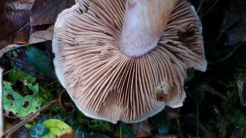 Cortinarius