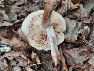 Tricholoma pseudonictitans