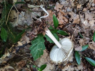 Megacollybia platyphylla
