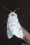 Hyphantria cunea