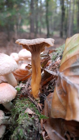 Craterellus tubaeformis