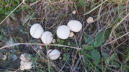 Lycoperdon pratense