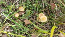 Hygrocybe acutoconica